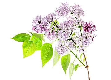 前《帝国时代2》设计师：高丽文明是微软强行让加入的